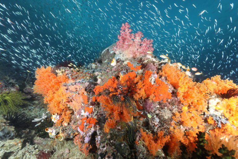 The best diving destinations in Indonesia